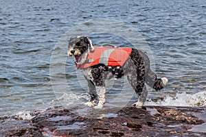 Dog yawning wearing a life jacket at the lake