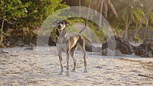 The dog yawns in the collar on sea beach during sunset time