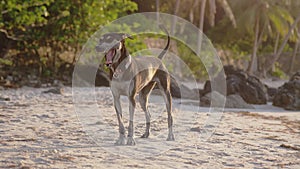 The dog yawns in the collar on sea beach during sunset time. slow motion. 3840x2160