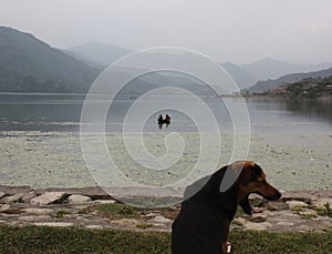 A Dog Yawns by Pokhara Lake, Nepal