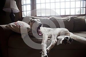 Dog Yawns on Sofa