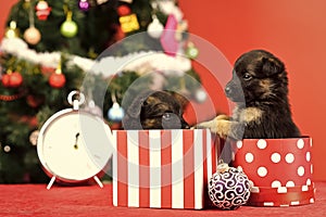 Dog year, pet and animal on red background.