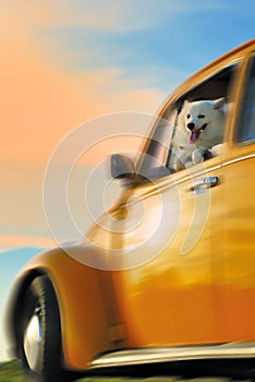 Dog on a yellow car