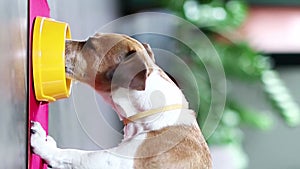 dog with a yellow collar eats food from a yellow bowl.