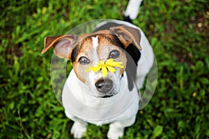 Dog with yellow flower looking at camera