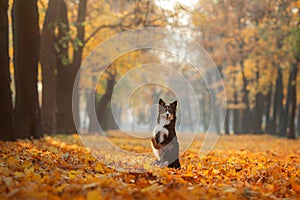 Dog in the yellow grass in autumn in the park. Pet for a walk. Tri-color Border Collie