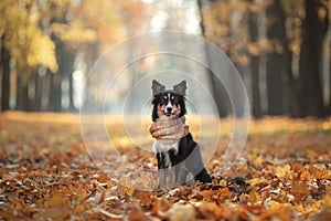 The dog on yellow leaves . Border Collie in the park. autumn mood