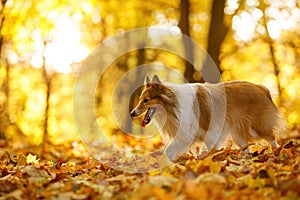 Dog in the yellow and orange leaves in autumn in the park. Pet for a walk. Sheltie - Shetland sheepdog.