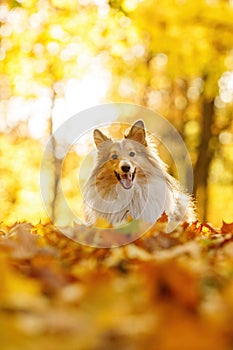 Dog in the yellow and orange leaves in autumn in the park. Pet for a walk. Sheltie - Shetland sheepdog.