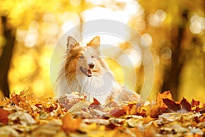 Dog in the yellow and orange leaves in autumn in the park. Pet for a walk. Sheltie - Shetland sheepdog.