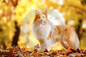 Dog in the yellow and orange leaves in autumn in the park. Pet for a walk. Sheltie - Shetland sheepdog.