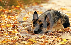 Dog in yellow and red autumn leaves photo