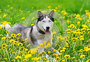 Dog and yellow spring dandelions.