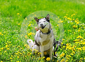 Dog and yellow spring dandelions.