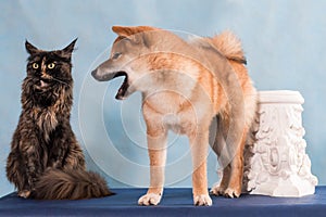 Dog yells at cat, scandal