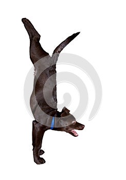 Dog yoga handstand pose