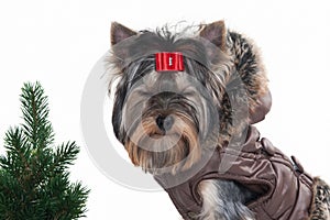 Dog. Yorkie puppy with christmas tree on white background