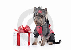 Dog. Yorkie puppy with gift boxes on white background