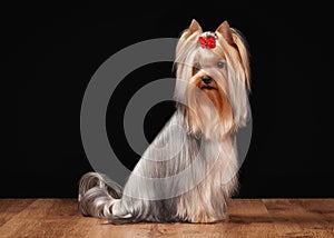 Dog. Yorkie puppy on table with wooden texture