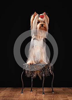 Dog. Yorkie puppy on table with wooden texture