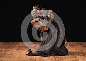 Dog. Yorkie puppy on table with wooden texture