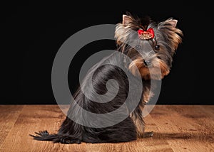 Dog. Yorkie puppy on table with wooden texture
