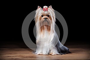 Dog. Yorkie puppy on table with wooden texture