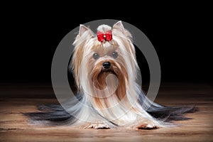 Dog. Yorkie puppy on table with wooden texture