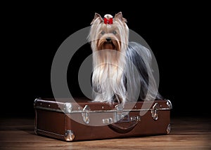 Dog. Yorkie puppy on table with wooden texture