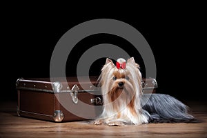 Dog. Yorkie puppy on table with wooden texture