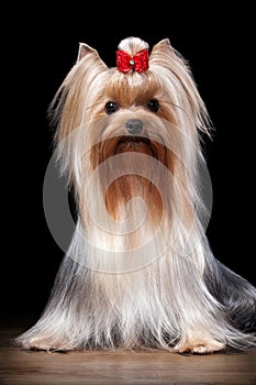 Dog. Yorkie puppy on table with wooden texture