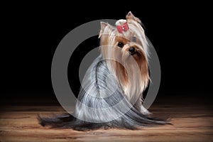 Dog. Yorkie puppy on table with wooden texture