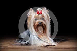 Dog. Yorkie puppy on table with wooden texture