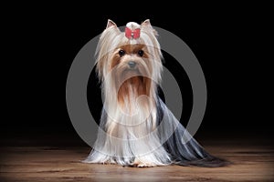 Dog. Yorkie puppy on table with wooden texture