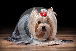 Dog. Yorkie puppy on table with wooden texture