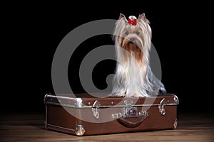 Dog. Yorkie puppy on table with wooden texture