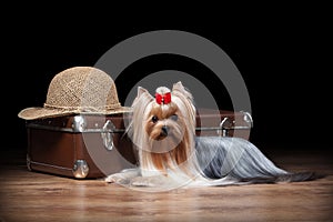 Dog.Yorkie puppy on table with wooden texture