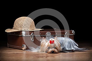 Dog.Yorkie puppy on table with wooden texture