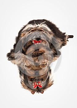 Dog. Yorkie puppy on white background