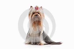 Dog. Yorkie puppy on white background