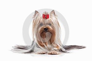 Dog. Yorkie puppy on white background