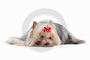 Dog. Yorkie puppy on white background