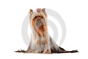 Dog. Yorkie puppy on white gradient background