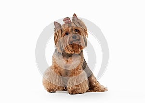 Dog. Yorkie puppy on white gradient background