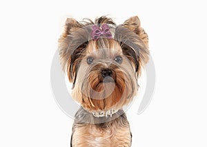 Dog. Yorkie puppy on white gradient background