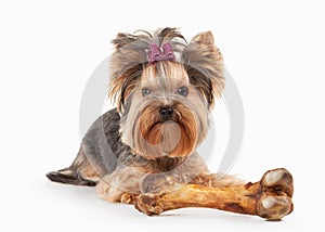 Dog. Yorkie puppy on white gradient background