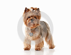 Dog. Yorkie puppy on white gradient background