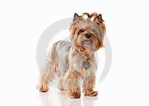 Dog. Yorkie puppy on white gradient background