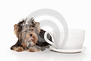 Dog. Yorkie puppy on white gradient background