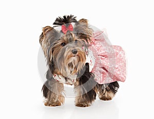 Dog. Yorkie puppy on white gradient background